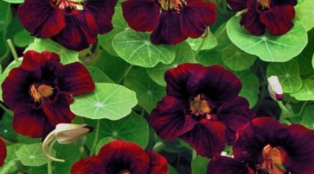 Black Velvet Nasturtium