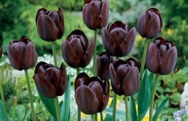 Queen of the Night Tulip