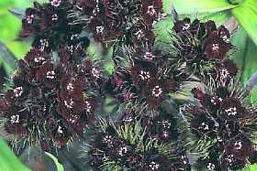 Sooty Sweet William