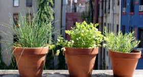 Container Gardening on Your Patio Container Gardening on Your Patio