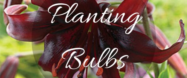 Planting Bulbs